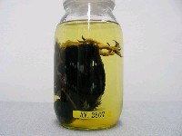 臺灣藍鵲藏品圖，第2張